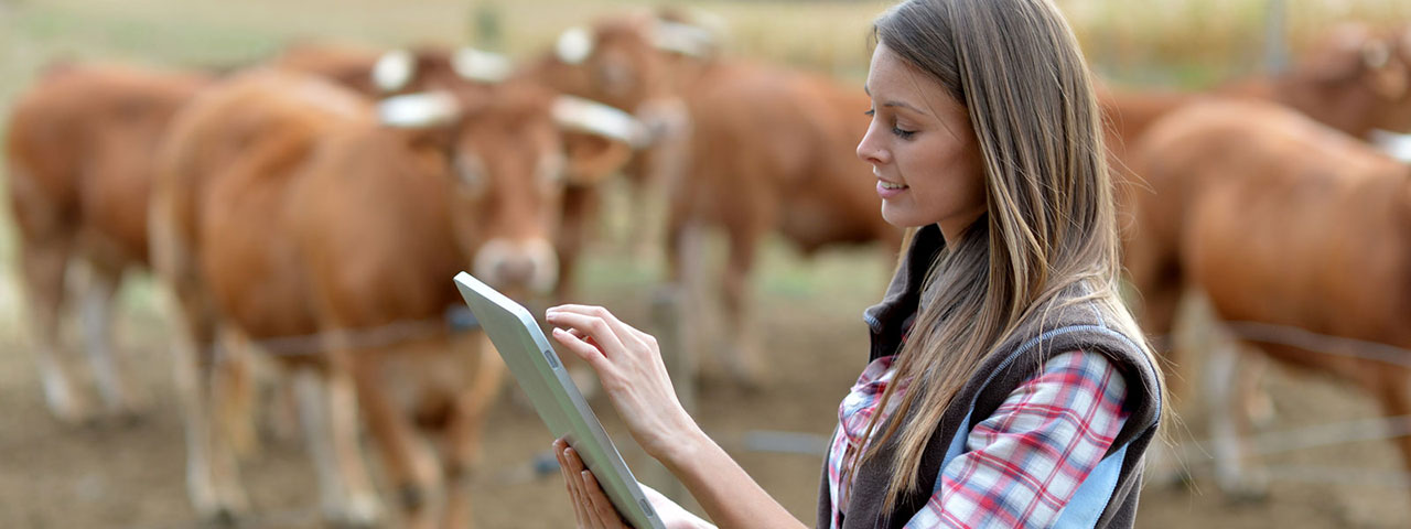 Livestock Trader