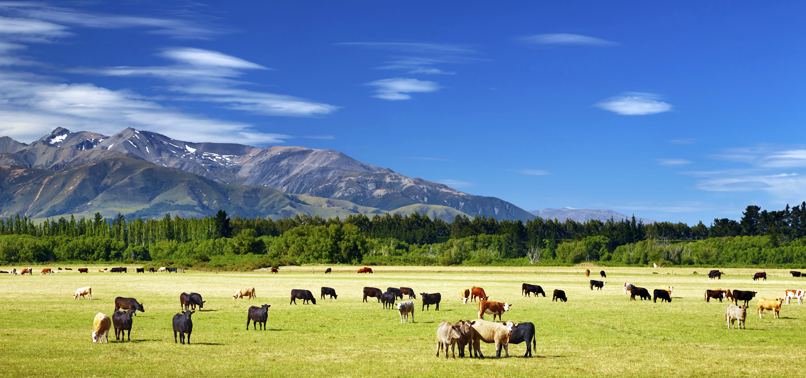 Rangeland Manager